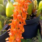 Bulbophyllum