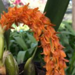 Bulbophyllum