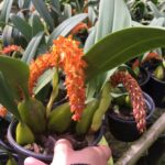 Bulbophyllum