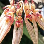 Bulbophyllum