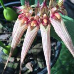 Bulbophyllum