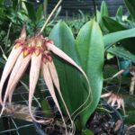 Bulbophyllum