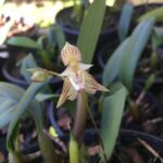 Bulbophyllum