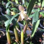 Bulbophyllum