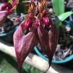 Bulbophyllum