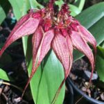 Bulbophyllum