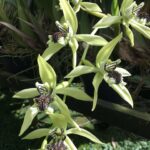 Coelogyne