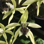 Coelogyne