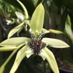 Coelogyne