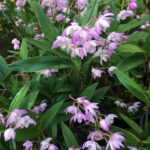 Dendrobium