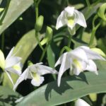 Dendrobium