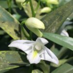 Dendrobium
