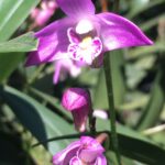Dendrobium