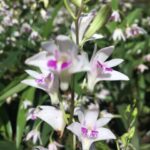 Dendrobium