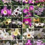 Dendrobium