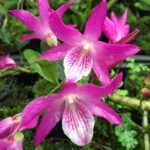 Dendrobium