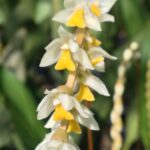 Dendrochilum