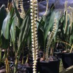 Dendrochilum