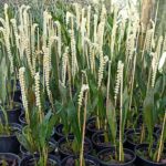 Dendrochilum