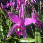 Laelia