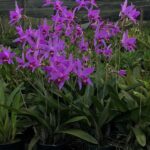 Laelia