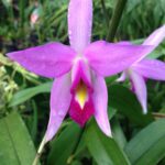 Laelia