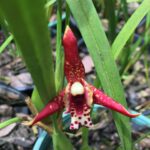Maxillaria