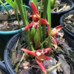 Maxillaria
