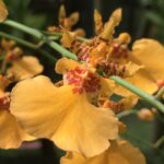 ONCIDIUM GOWER