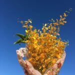 ONCIDIUM GOWER