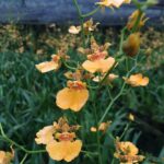 ONCIDIUM GOWER