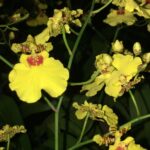 Oncidium