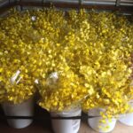 Oncidium