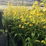 Oncidium