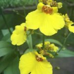 Oncidium