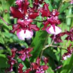 Oncidium Sharry baby