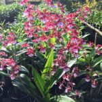 Oncidium Sharry baby