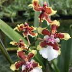 Oncidium Sharry baby