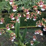 Oncidium Sharry baby