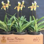 Paphiopedilum
