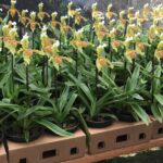 Paphiopedilum