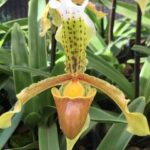 Paphiopedilum
