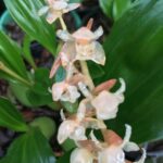 Pholidota