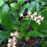 Pholidota