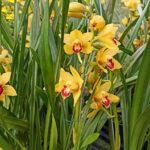 cymbidium