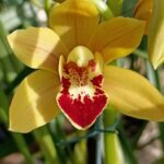 cymbidium