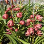 cymbidium