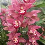 cymbidium