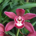 cymbidium